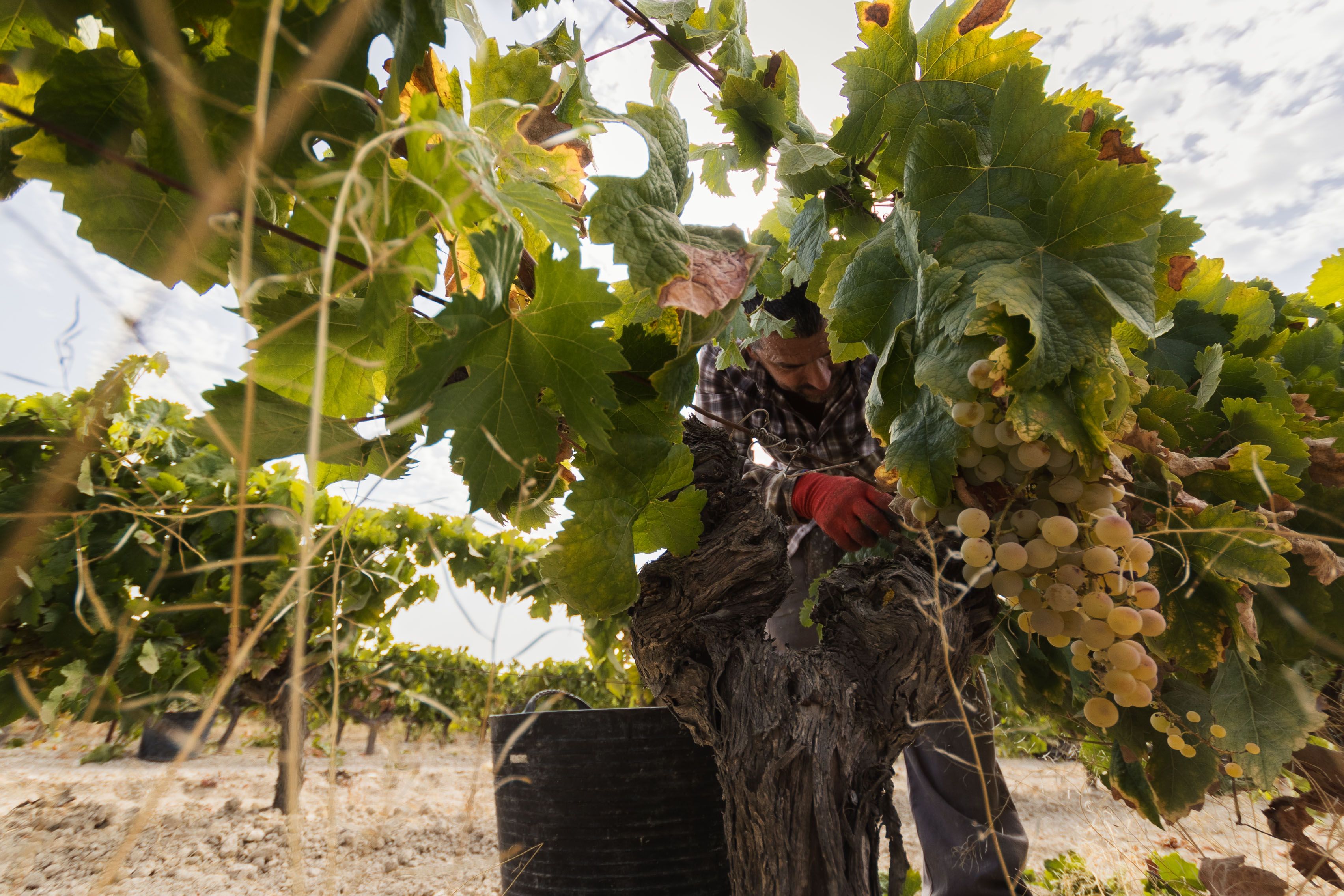 Un trabajador, durante la vendimia en una viña del Marco de Jerez.