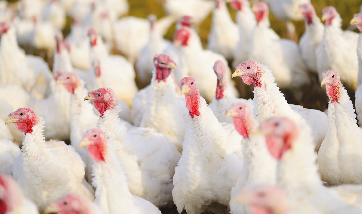 Pavos de engorde, en una imagen de archivo.