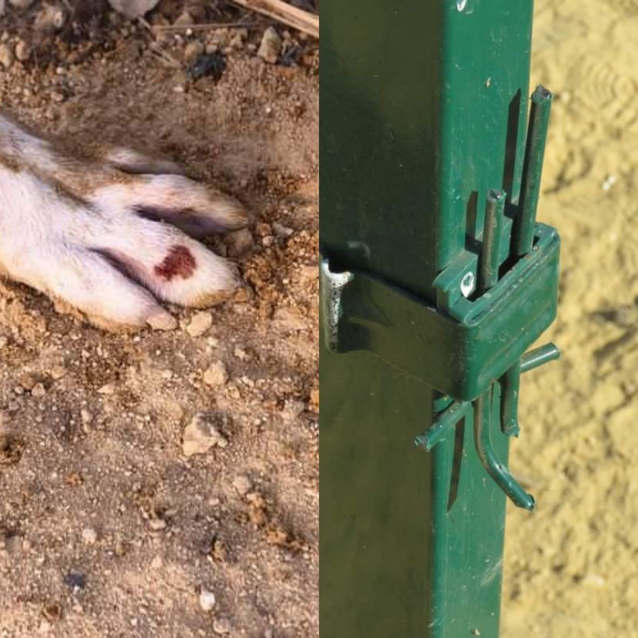 Denuncian las malas condiciones de las "zonas caninas" en Huelva: "Hay basura y cristales"