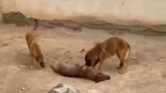 Imagen viralizada de la perrera de Pechina. Perros mordiendo cadáveres de otros y fosas comunes: así son dos perreras de Almería denunciadas por Pacma