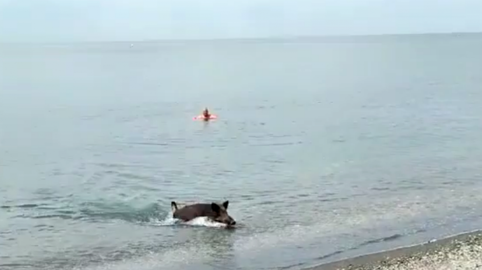 Un jabalí se da un chapuzón en una playa de Málaga y se pasea al lado de los bañistas