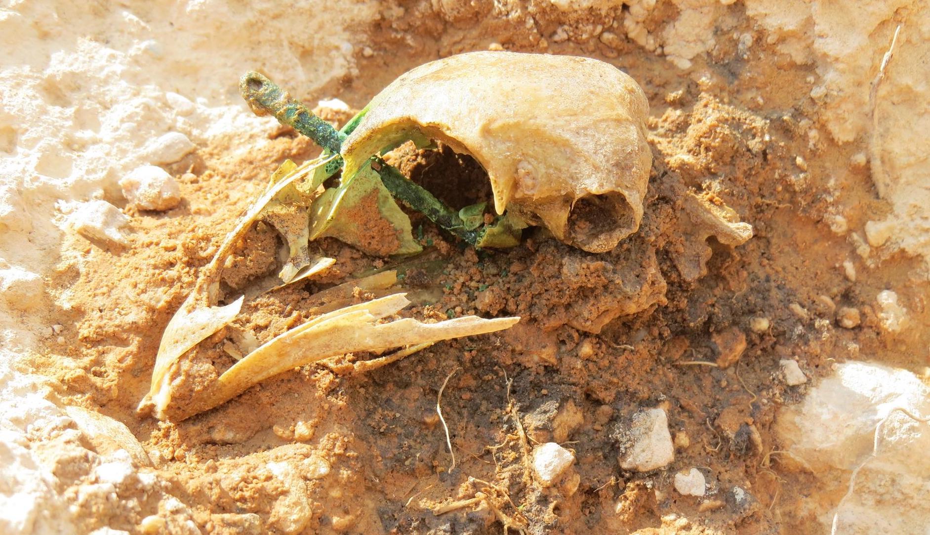 El cráneo de una gallina atravesado por una aguja.