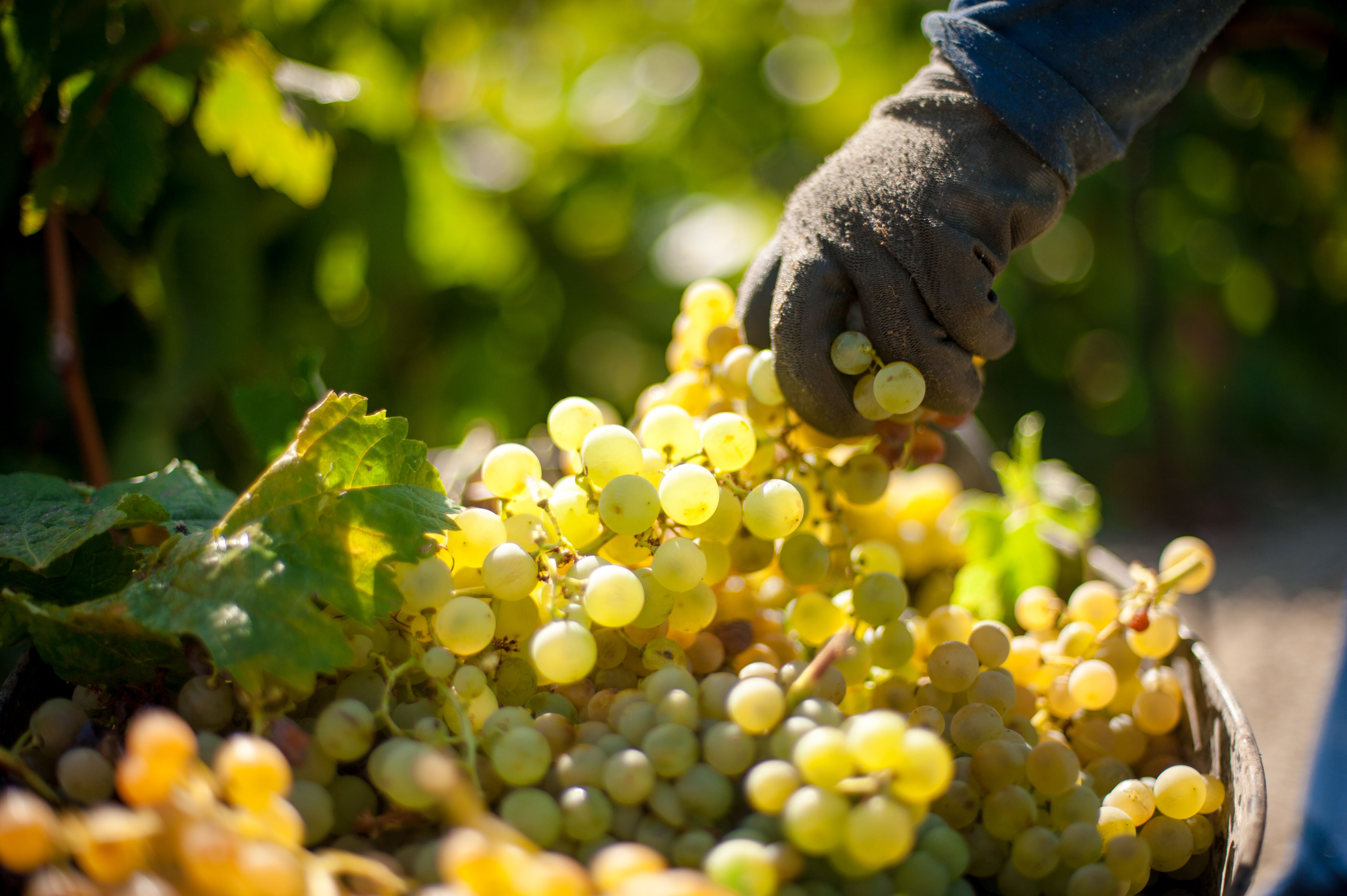 Barbadillo redobla su apuesta por los vino ecológicos y alcanza hasta 50 hectáreas para su producción