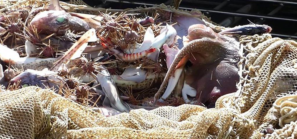 Una imagen de la pesca de la raya. FOTO: UCA