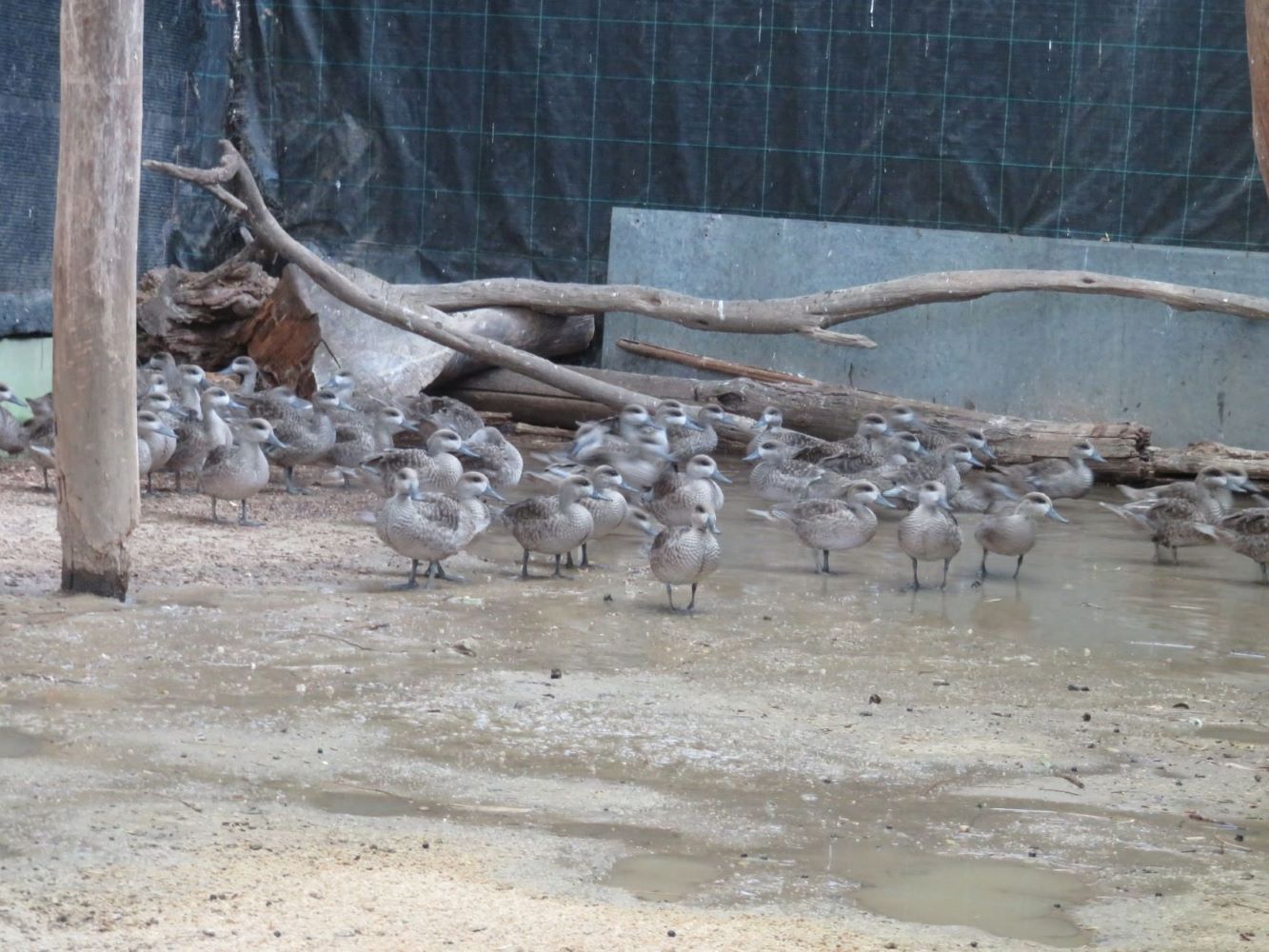 Imagen de los polluelos recién nacidos en el Zoobotánico de Jerez.