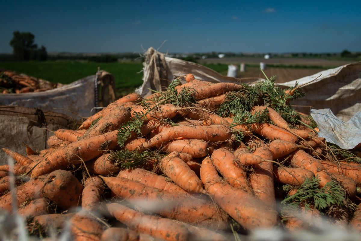 Zanahorias en un campo de la zona. 
