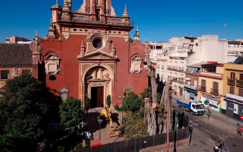 Una de las imágenes del ficus compartidas por la plataforma Salva Tus Árboles Sevilla. Una de las imágenes del ficus compartidas por la plataforma Salva Tus Árboles Sevilla.