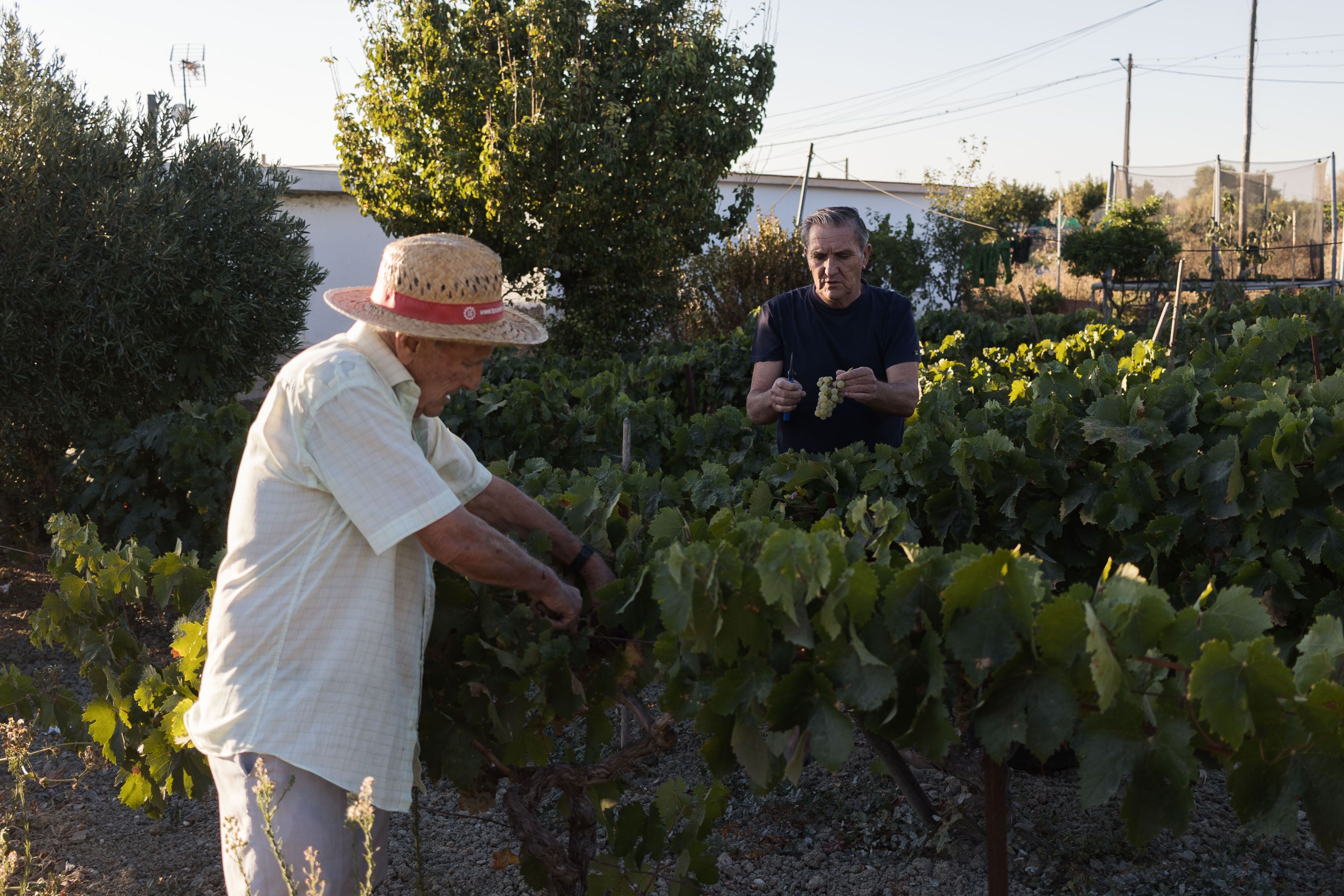 Paco Lara padre, con su hijo, del mismo nombre, cortando uva.