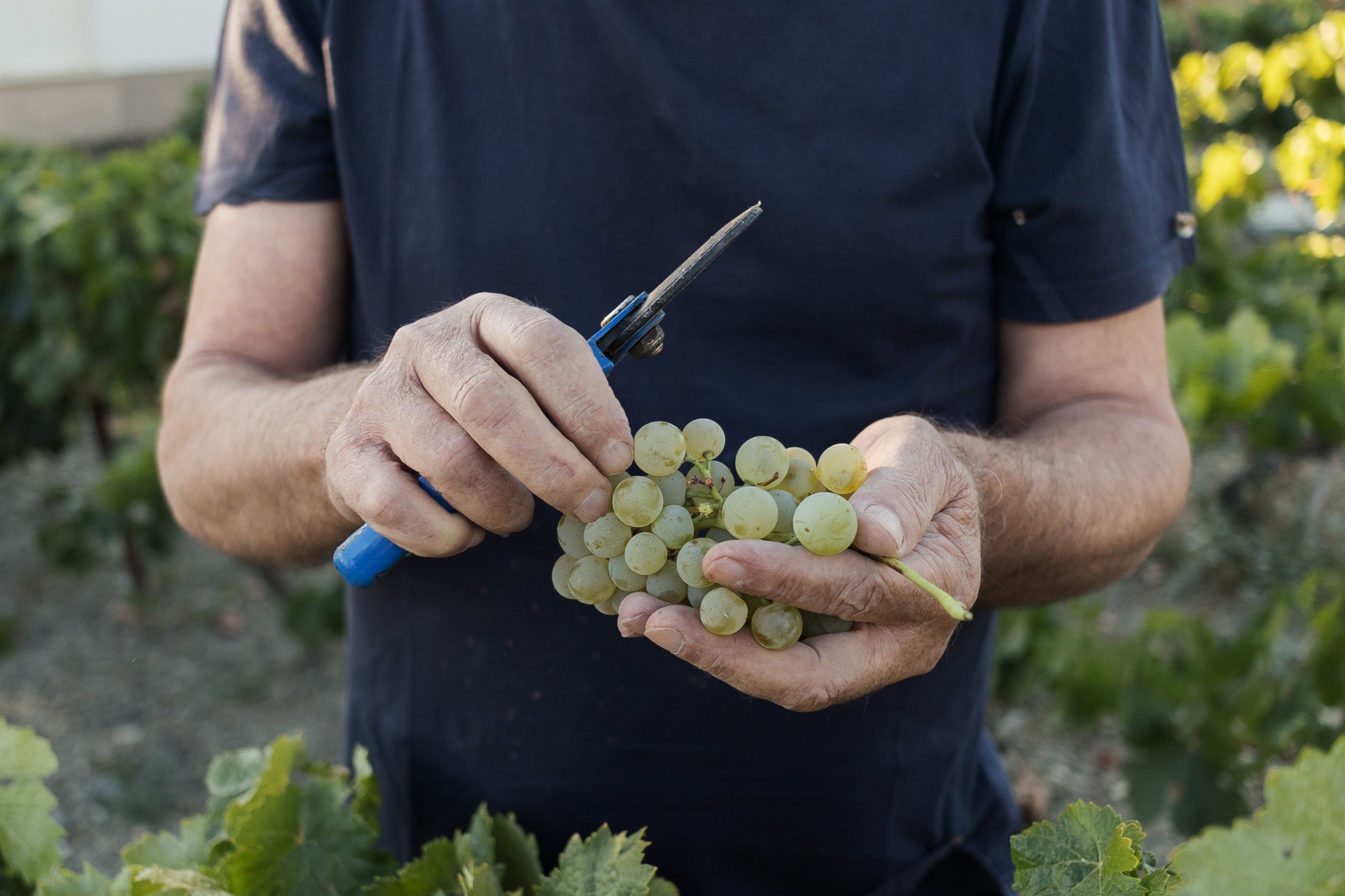 Paco Lara sostiene un racimo de uvas recién cortado.