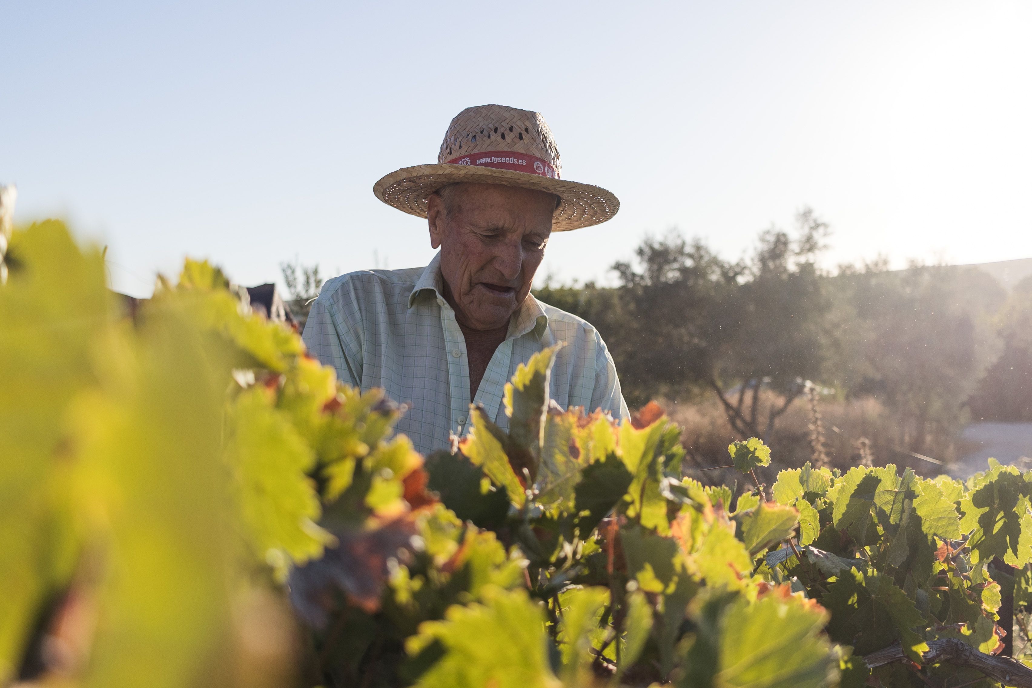 Paco Lara padre, en plena faena.