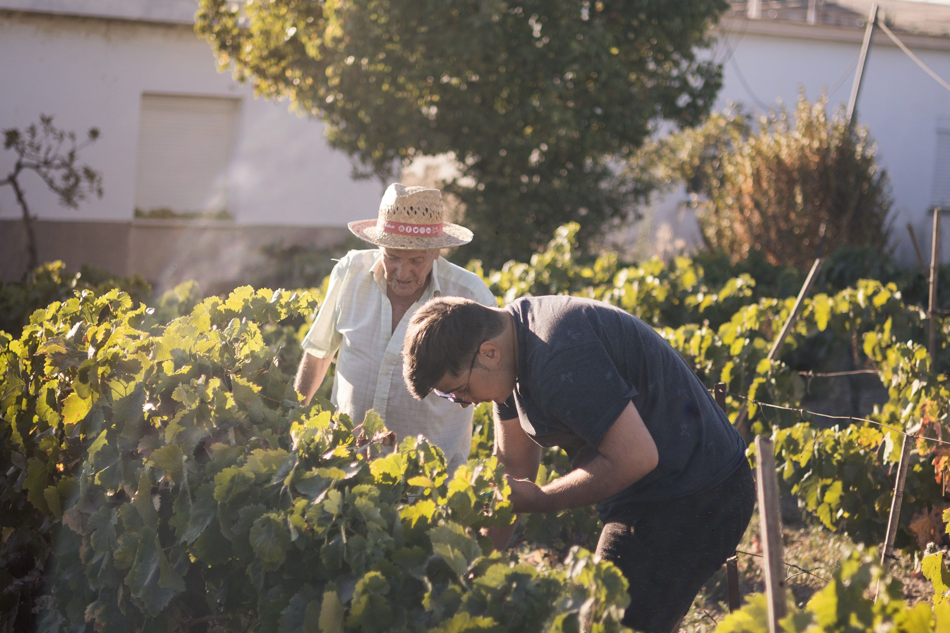 Paco, vendimiando con uno de sus nietos.