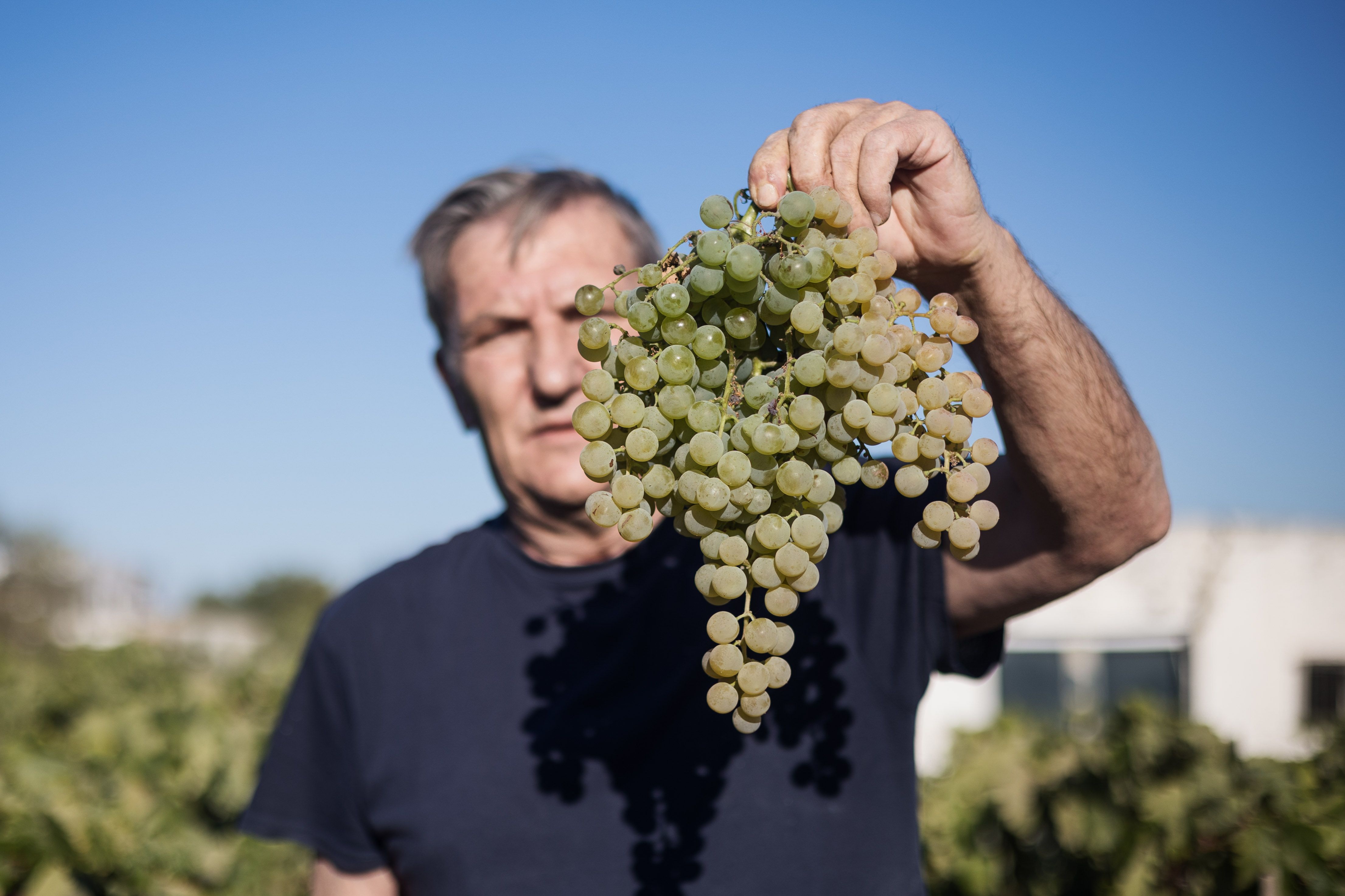 Uno de los racimos criados en la viña de los Lara Barba.