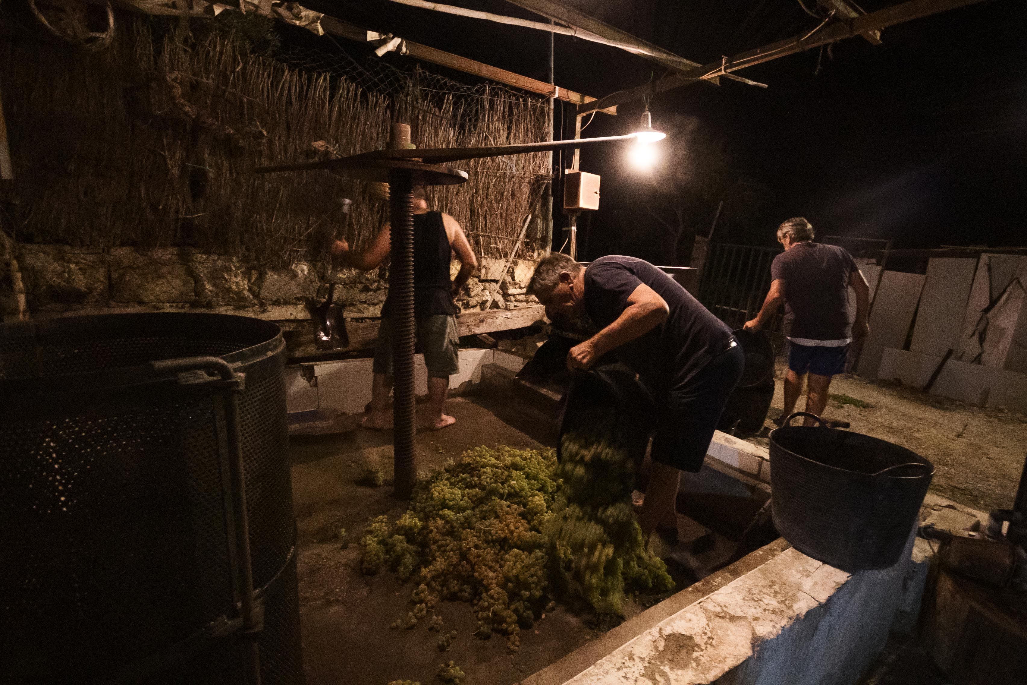 Paco, volcando la uva que luego van a pisar.