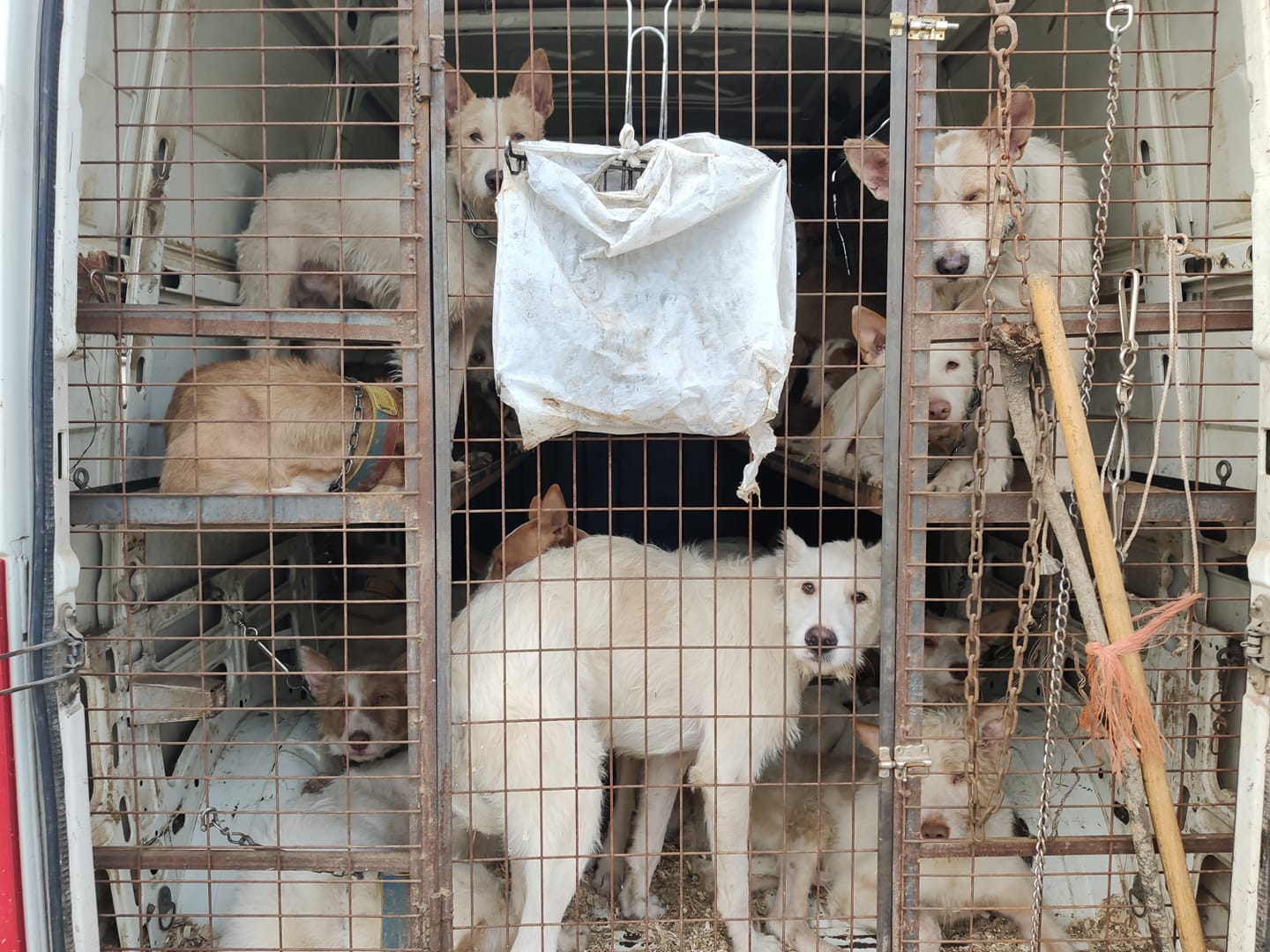 Perros utilizados para la caza, en una imagen de archivo.