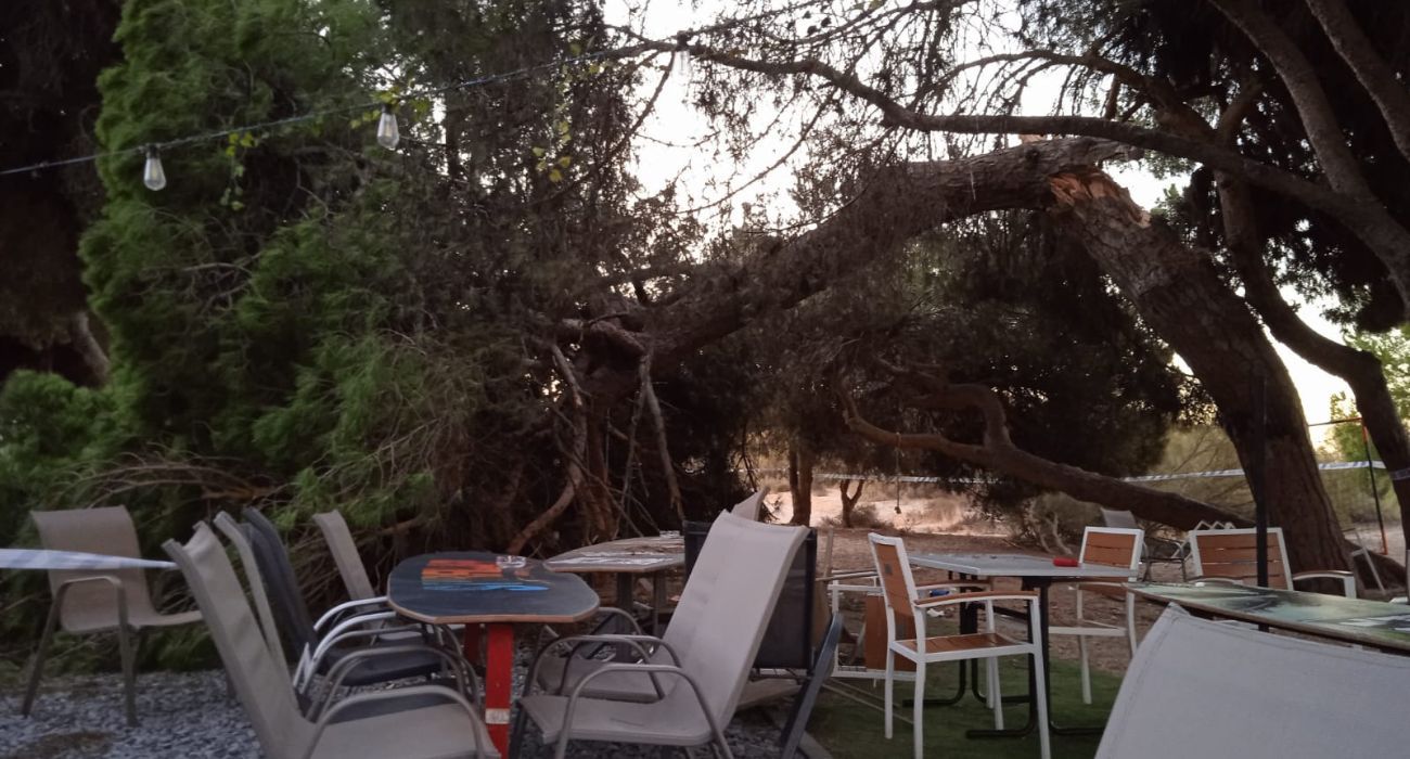 La caída de este pino ha dejado seis heridos, uno de ellos de gravedad, en Cartaya (Huelva).   FOTO: ANTONIO PADÚA