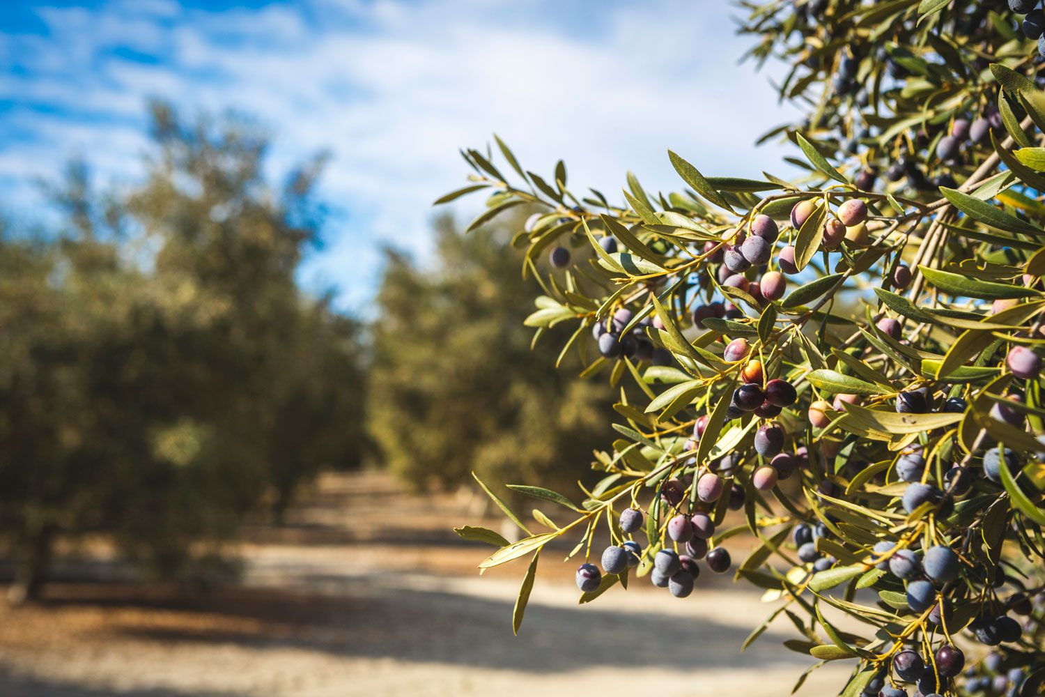 Olivar de la empresa Cortijo de Jara, de Jerez de la Frontera. JARA