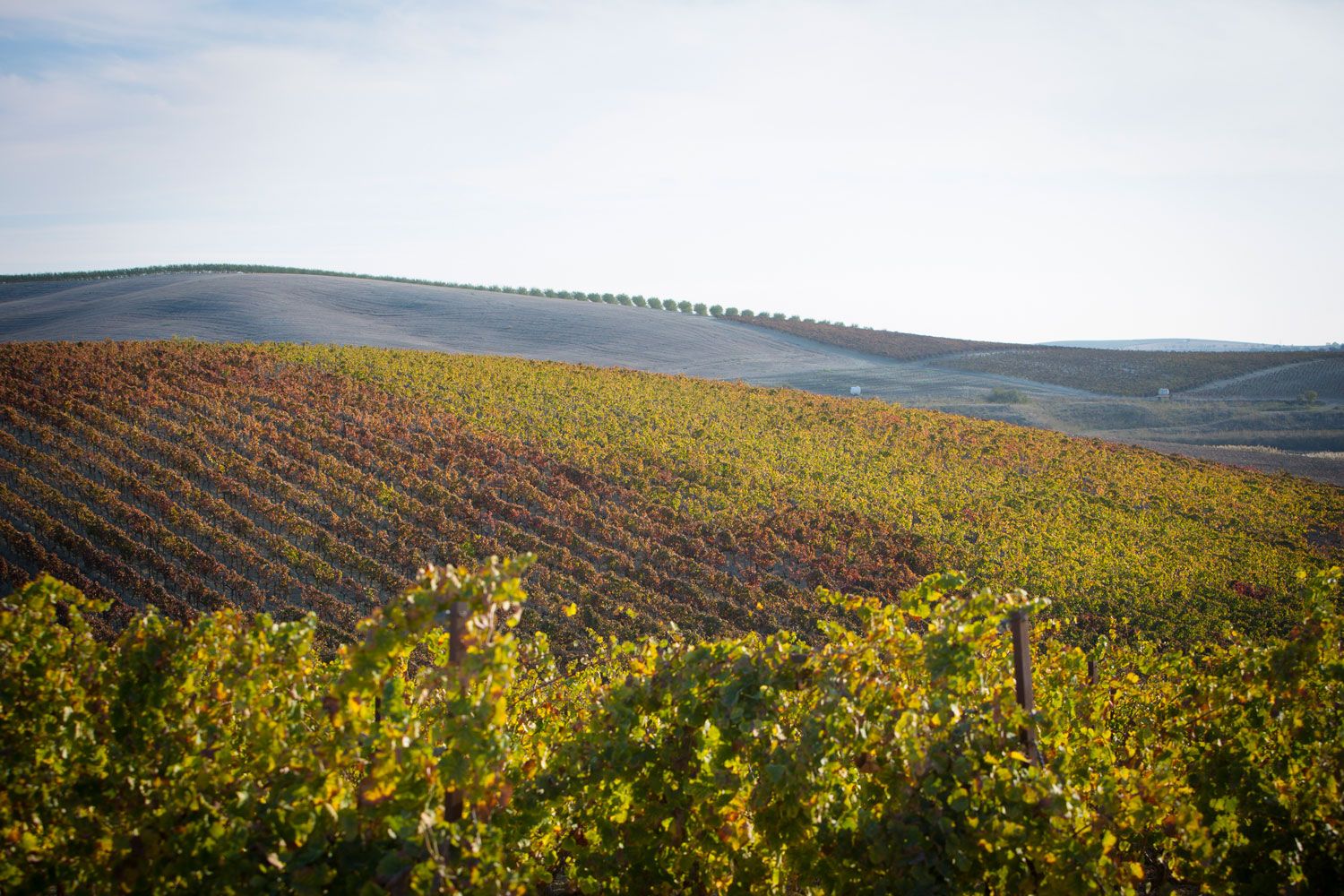 El Marco de Jerez no oculta su inquietud porque será una cosecha muy corta por cuarto año. JARA