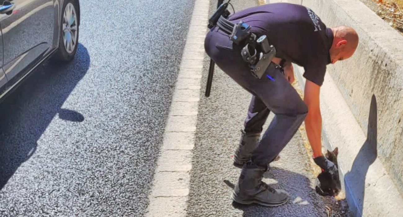 Un agente de la Policía Local de Granada, rescatando al gatito.