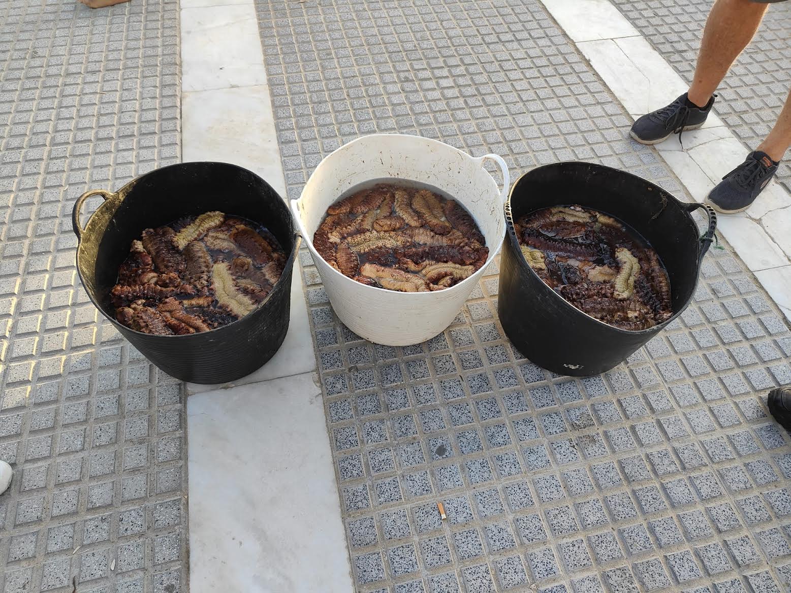 Tres capachas interceptadas con 75 kilos de holoturias que han sido devueltas al mar.