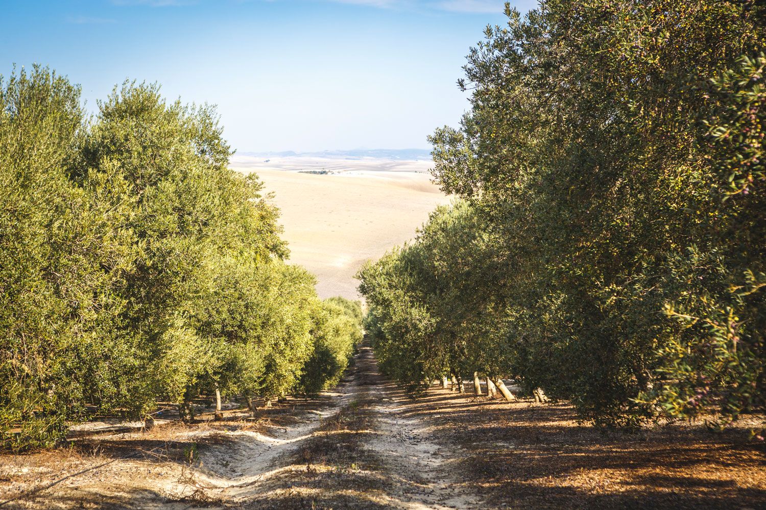 Olivar afectado por la sequía en el Marco de Jerez. El aceite de oliva continúa su precio en alza