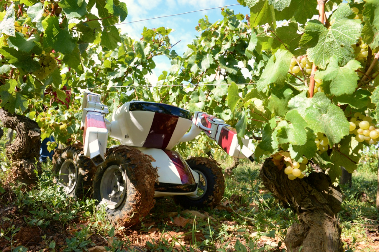 Un robot en una viña. FOTO: RICA. 