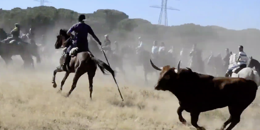 El Toro de la Vega, en una edición anterior.