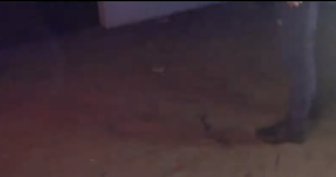 La Policía Local, en una de las casas-discoteca de El Rocío.