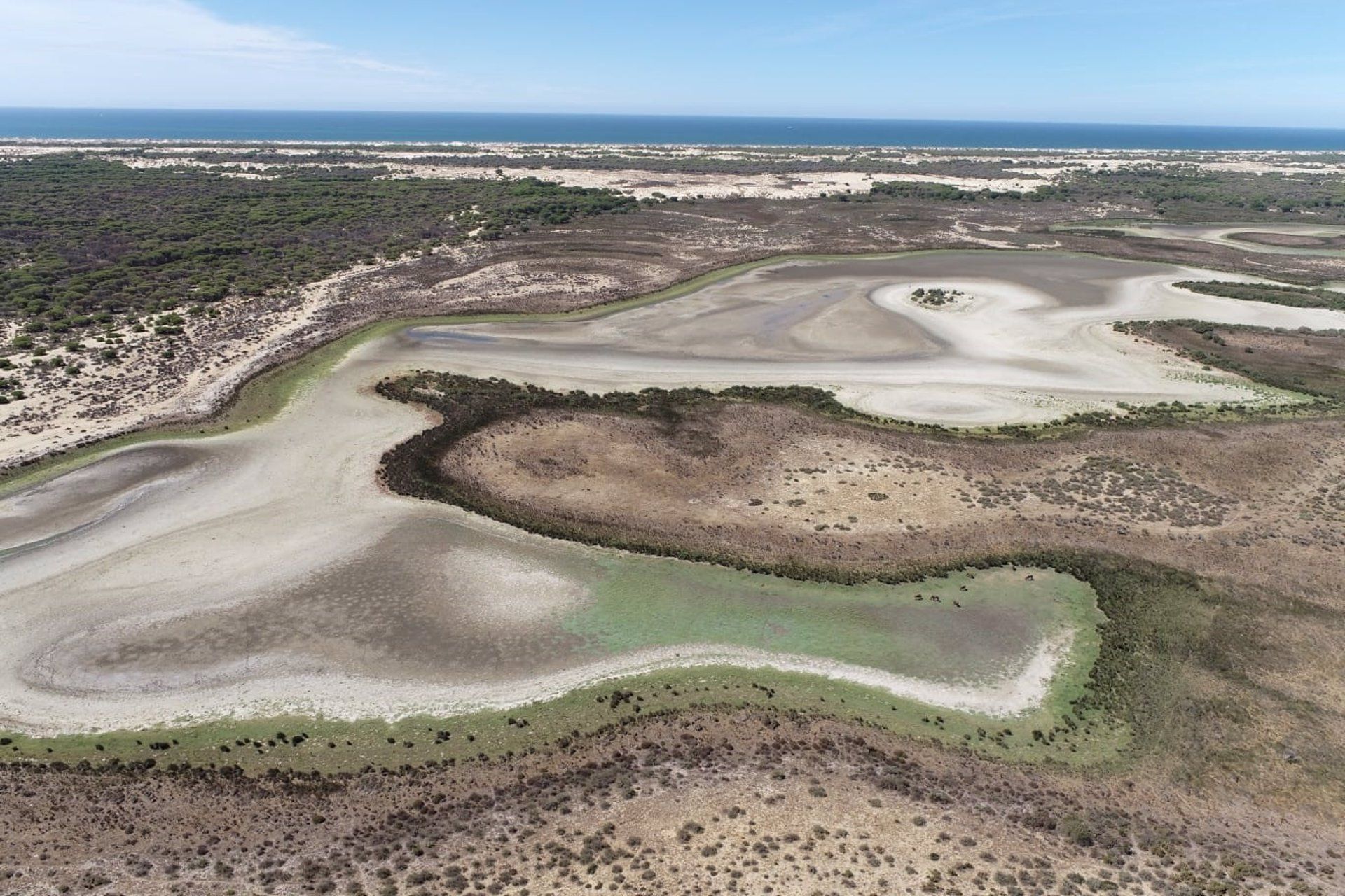La laguna de Santa Olalla, en Doñana, seca.  CSIC