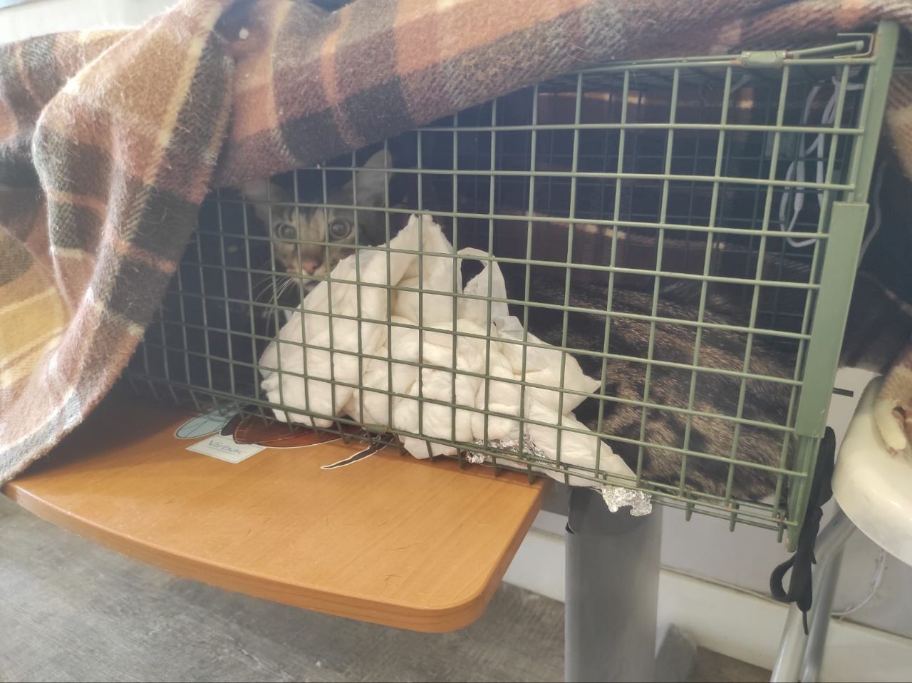 Gato que se había quedado atrapado en el interior de la casa de la calle Horno.