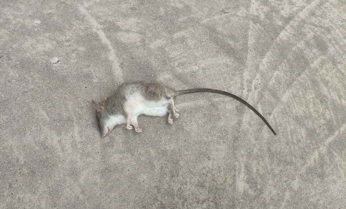 Rata muerta encontrada en el parque de Renfurbis, en Jerez, donde los niños juegan en "un ambiente insalubre". CEDIDA Rata muerta encontrada en el parque de Renfurbis, en Jerez, donde los niños juegan en "un ambiente insalubre". CEDIDA