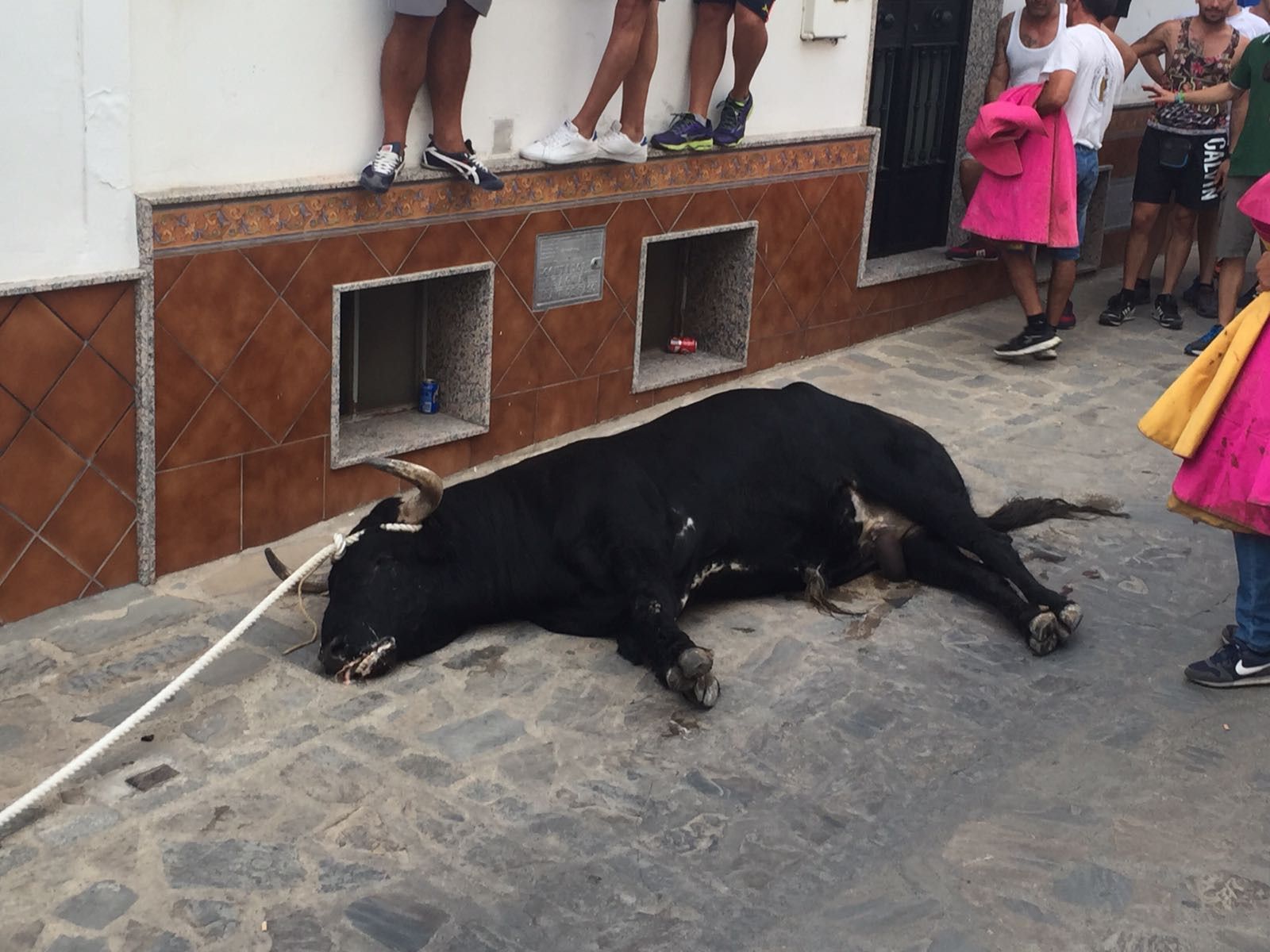Un animal, durante una celebración del Toro del Gayumbo de Ubrique.