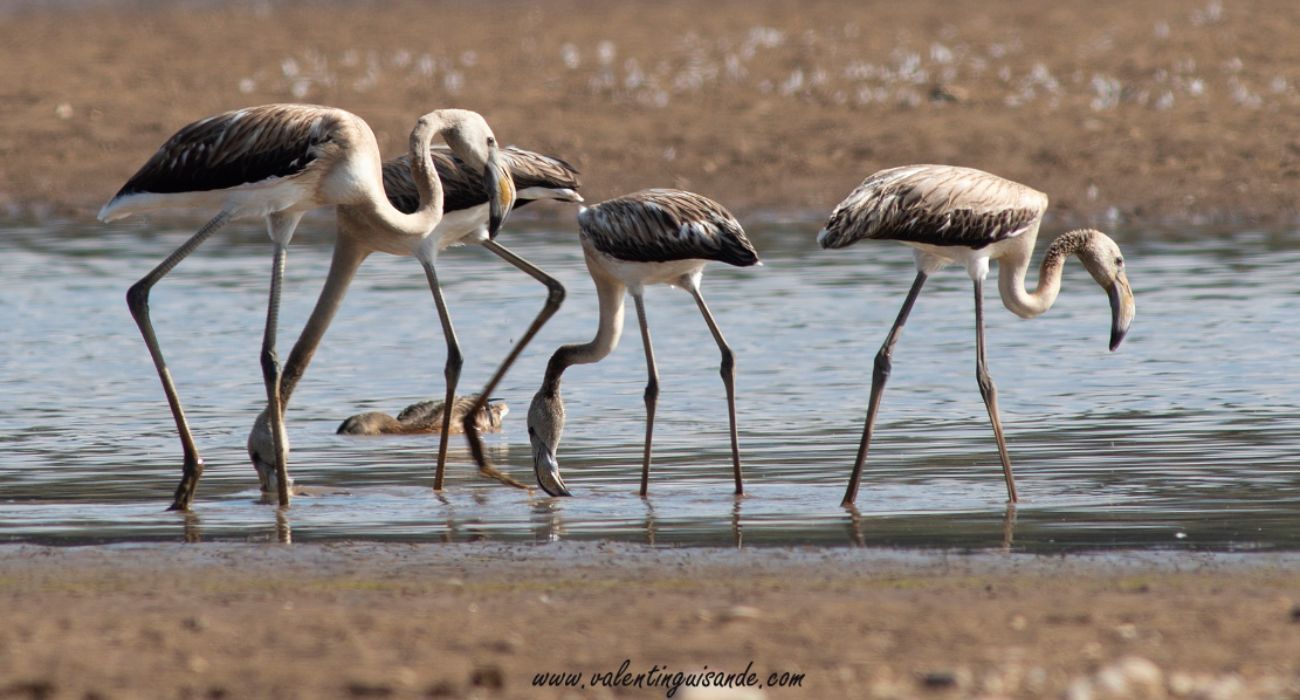 Los cuatro flamencos avistados en Soria.   VALENTÍN GUISANDE