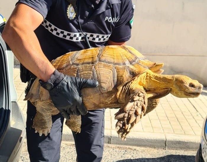 Imagen de la tortuga encontrada.