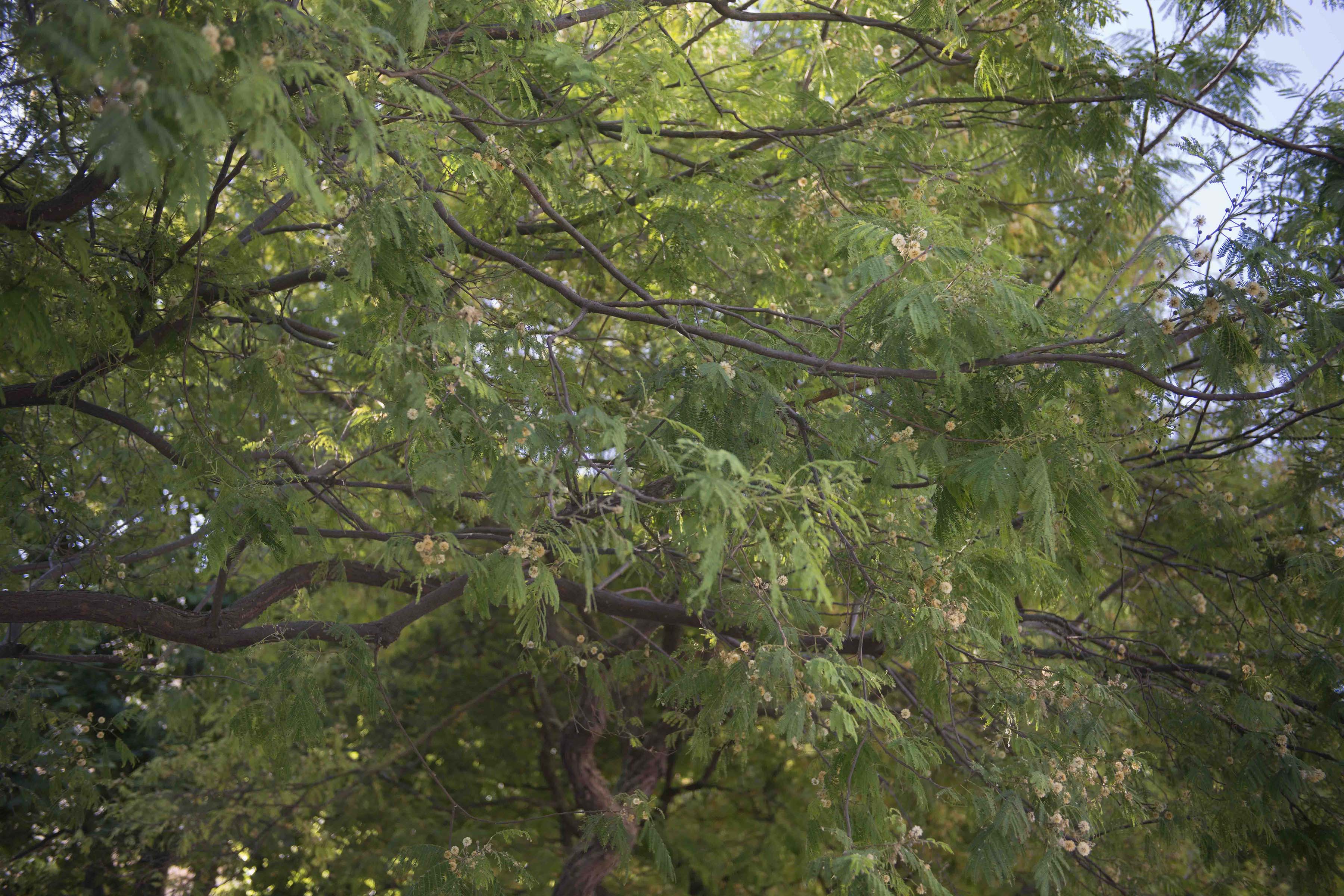 Diputación de Cádiz instalará bosques ecosostenibles en cinco localidades de la provincia utilizando el método Miyawaki, en el que ayudarán estudiantes de un instituto de Puerto Real.