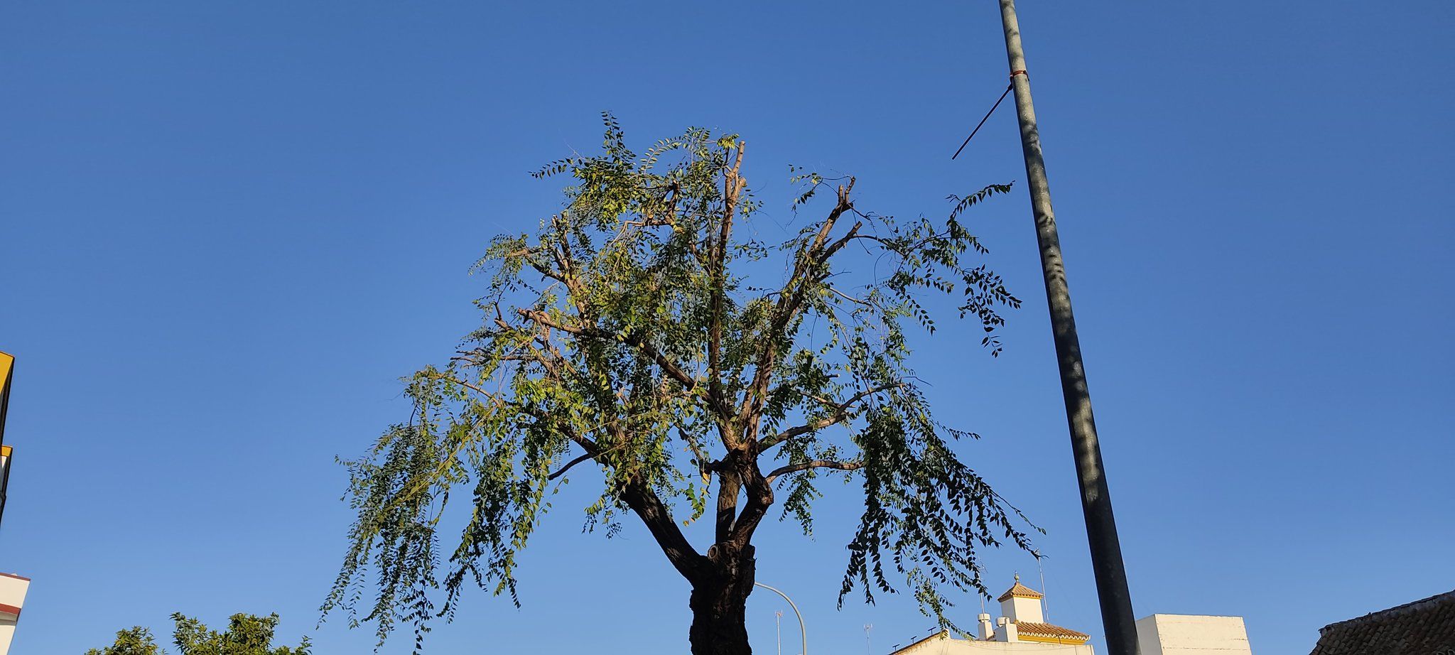 Árboles podados por el paso de la Vuelta por Utrera.
