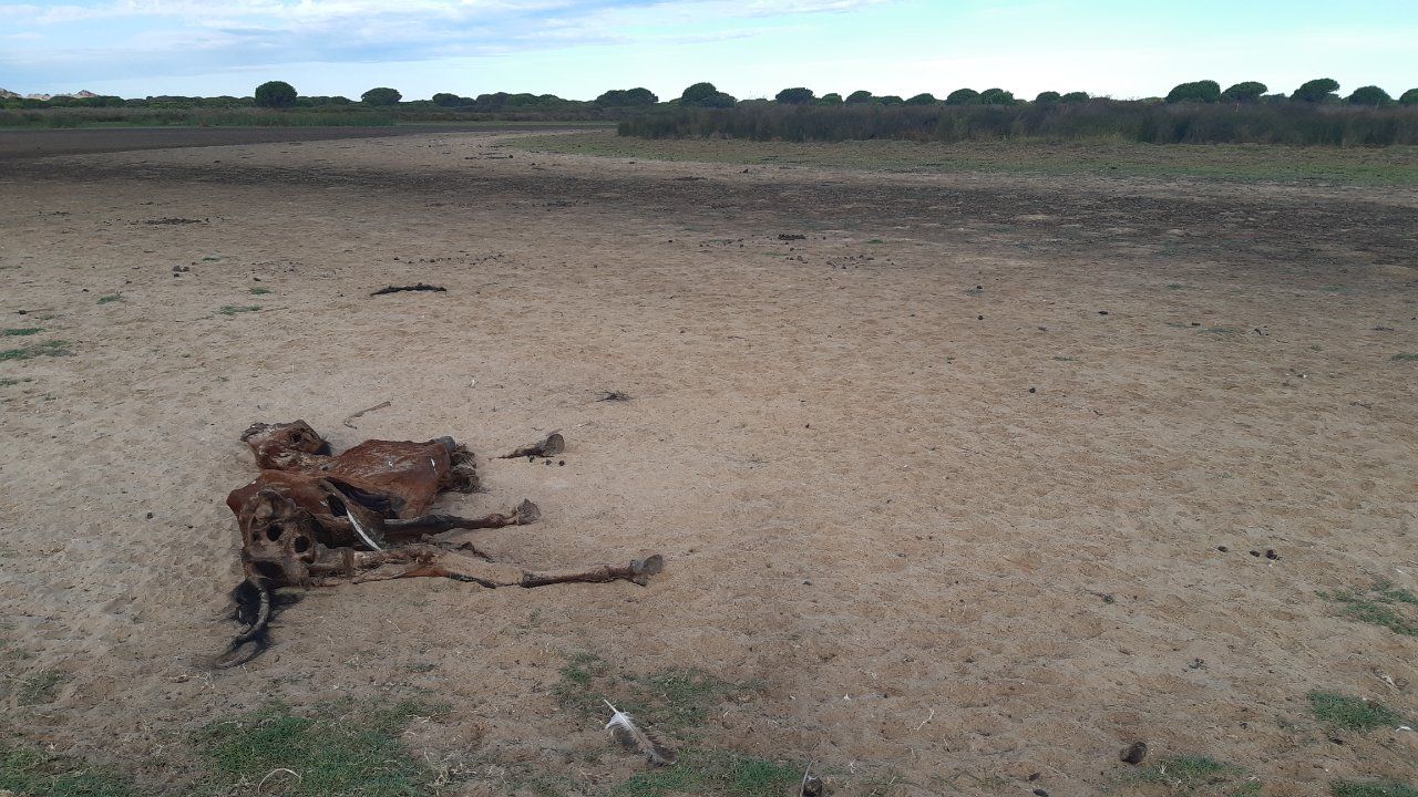 Imagen de Doñana hace unos meses, compartida por WWF. Los científicos certifican su estado crítico.