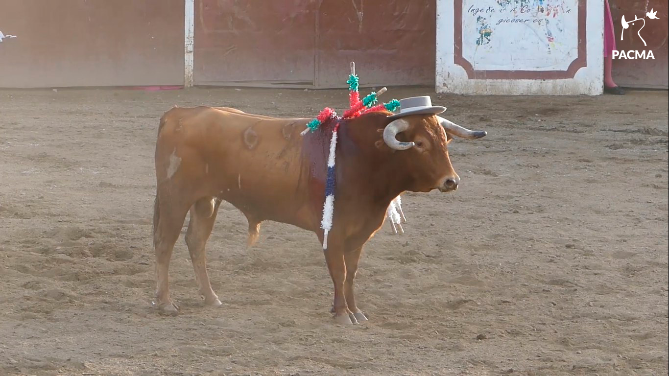 El toro, con el sombrero que le colocó un rejoneador.