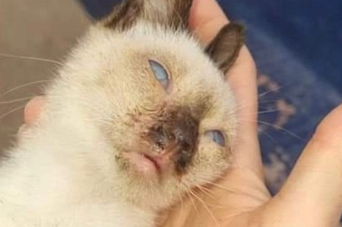Gato que ha sufrido una paliza por parte de seis menores en Medina Sidonia.
