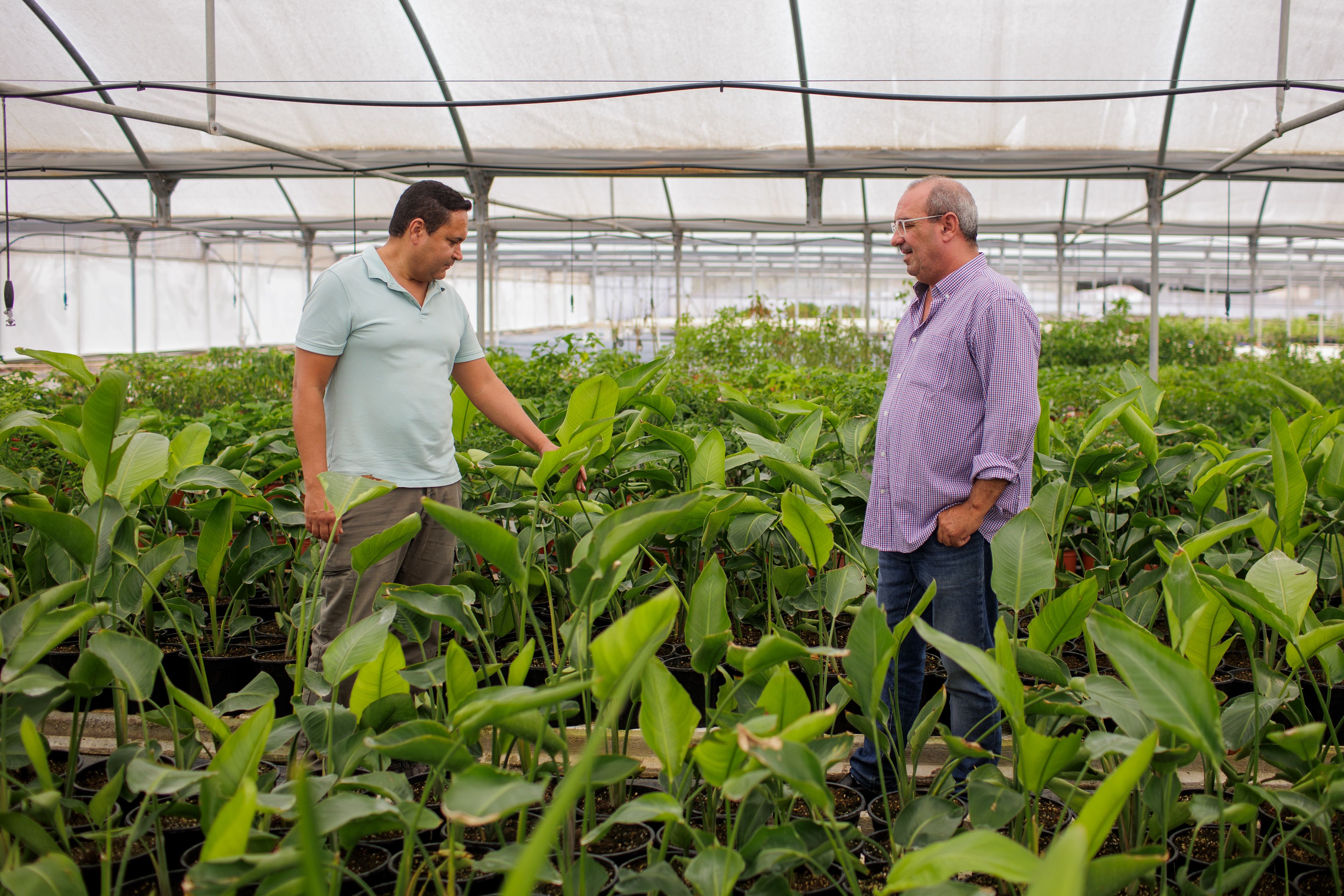 Raúl Vanegas y Miguel Narváez, de El huerto del abuelo, en uno de los invernaderos que tienen en Guadalcacín.