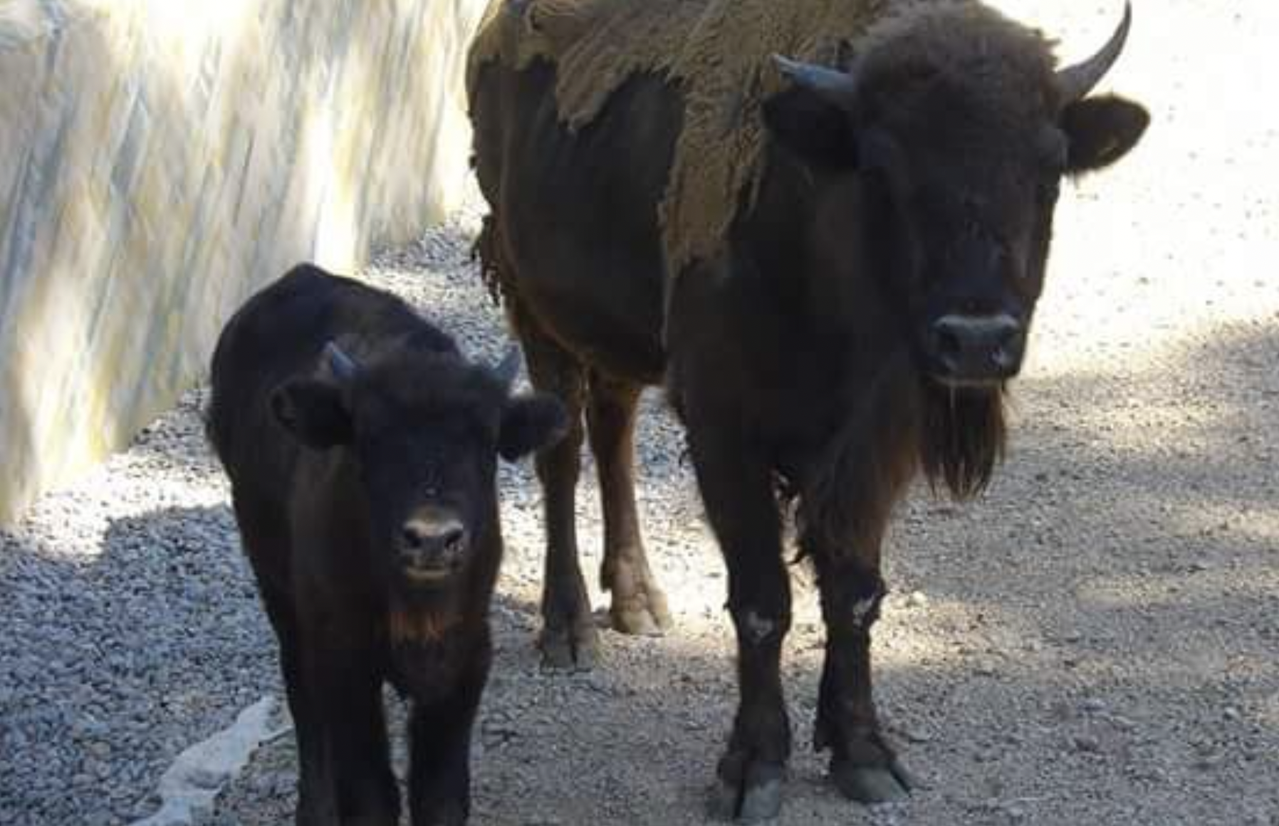 Imagen de la cría de bisonte europeo que ha nacido recientemente en el Zoo de Jerez.