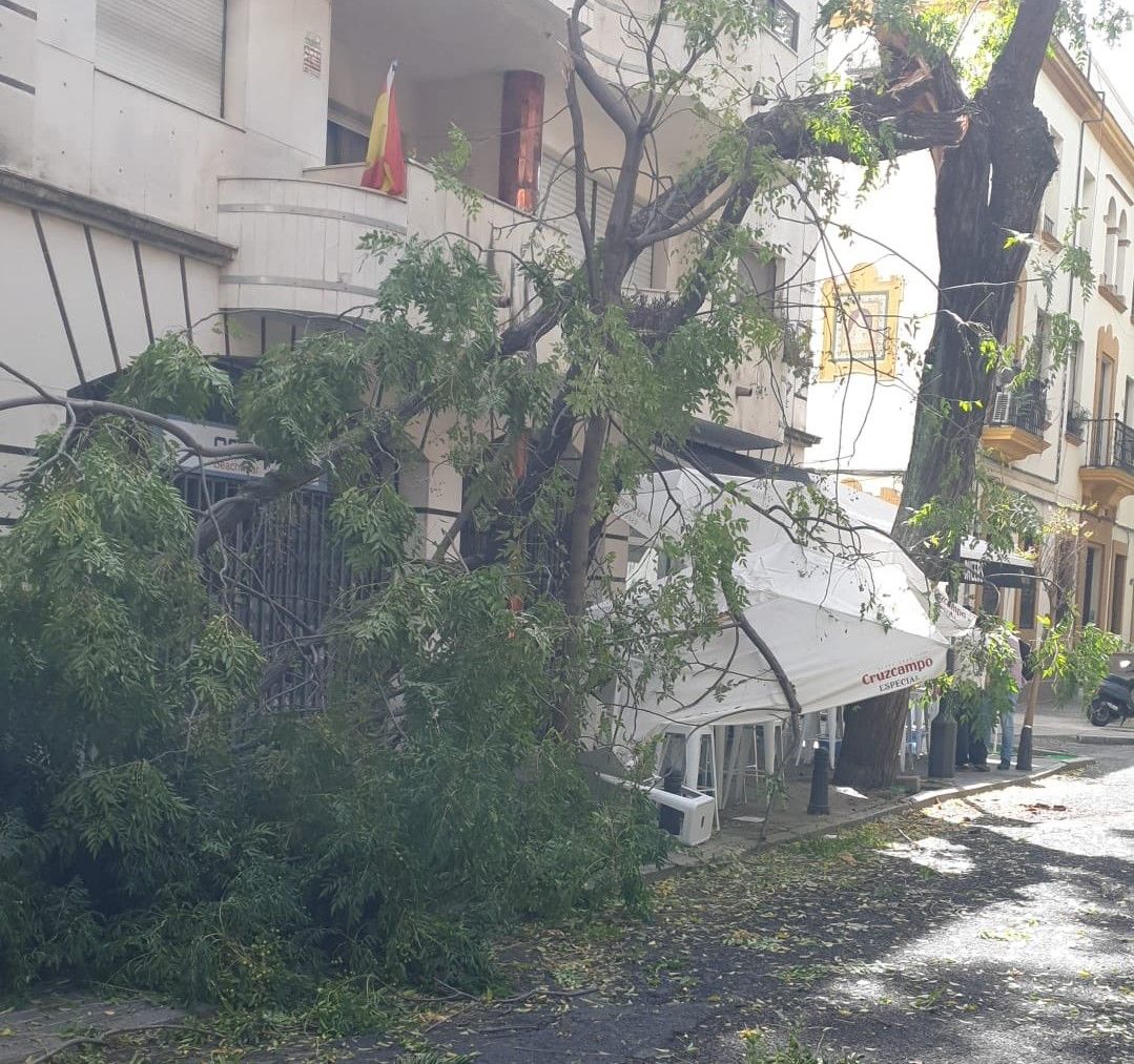 Rama del árbol que ha caído en Sevilla. Rama del árbol que ha caído en Sevilla.