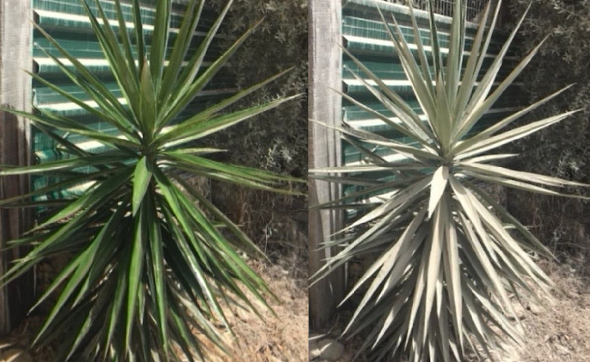 Plantas llenas de polvo en una vivienda de San Ambrosio.