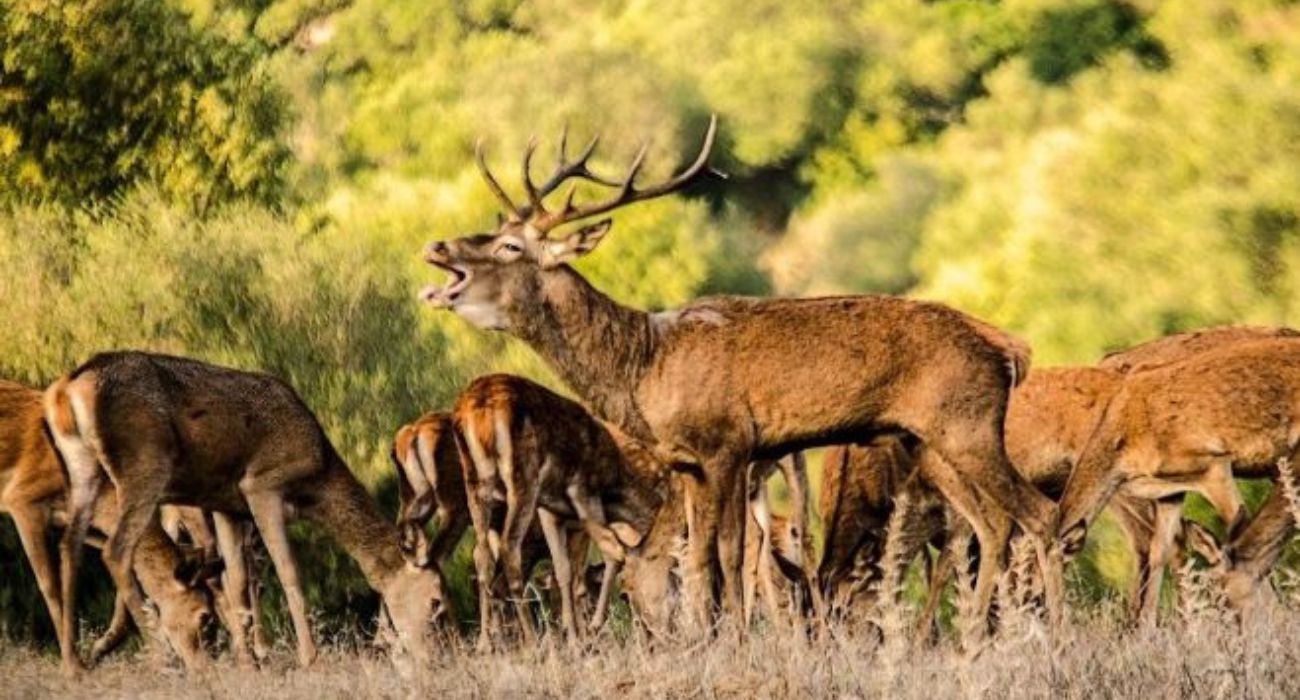 Un ciervo, en plena berrea. FOTO: MANUEL DE LA VARGA