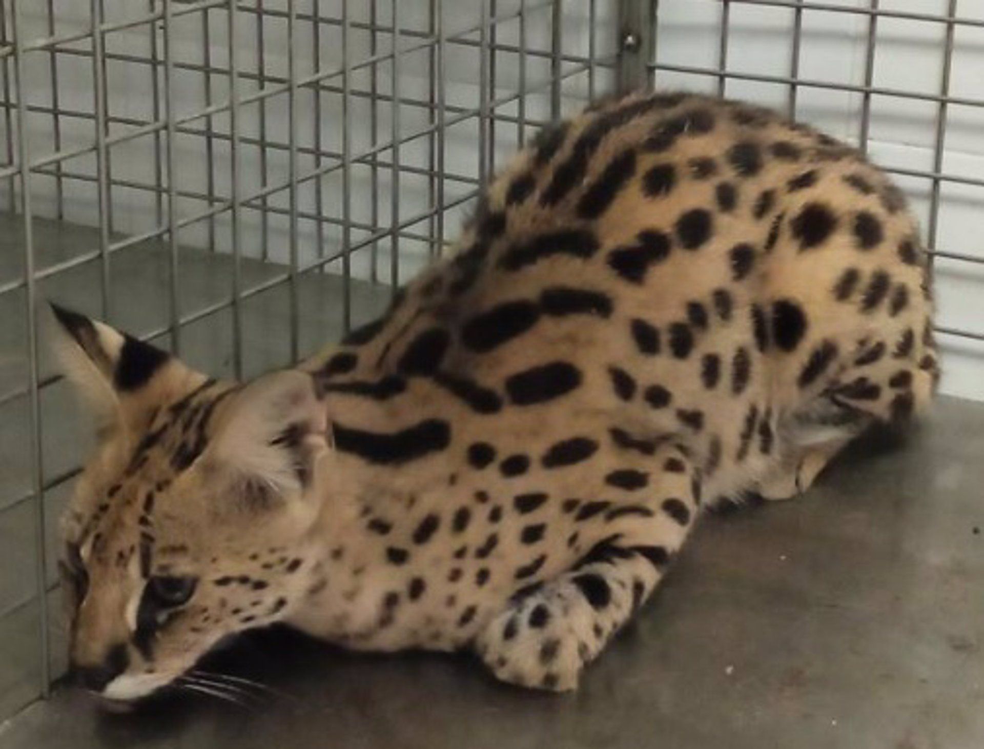 Imagen del felino de gran tamaño, tras ser capturado, en una imagen difundida por el Ayuntamiento de Huelva.
