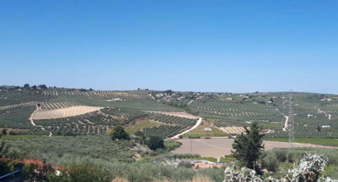 Zona de olivares en Aguilar de la Frontera.