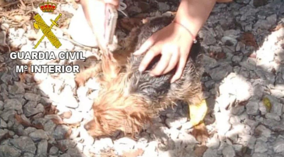 Uno de los perros que se encontraba asfixiándose en el coche. 