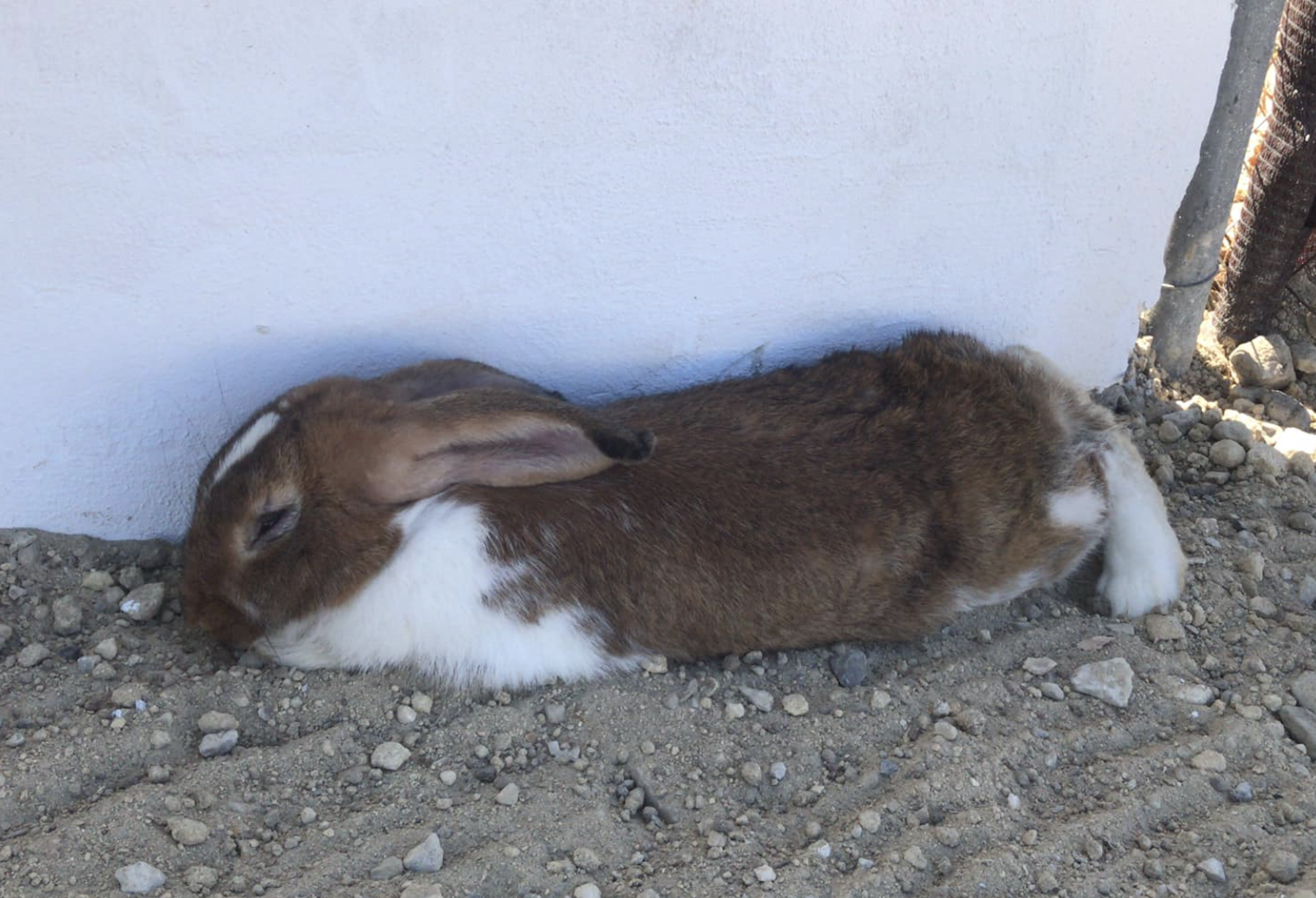  Un conejo en una imagen de archivo.  