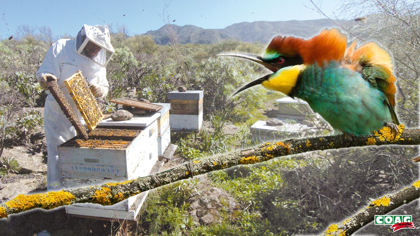 El abejaruco se alimenta de abejas y produce una importante rebaja en la producción de miel.