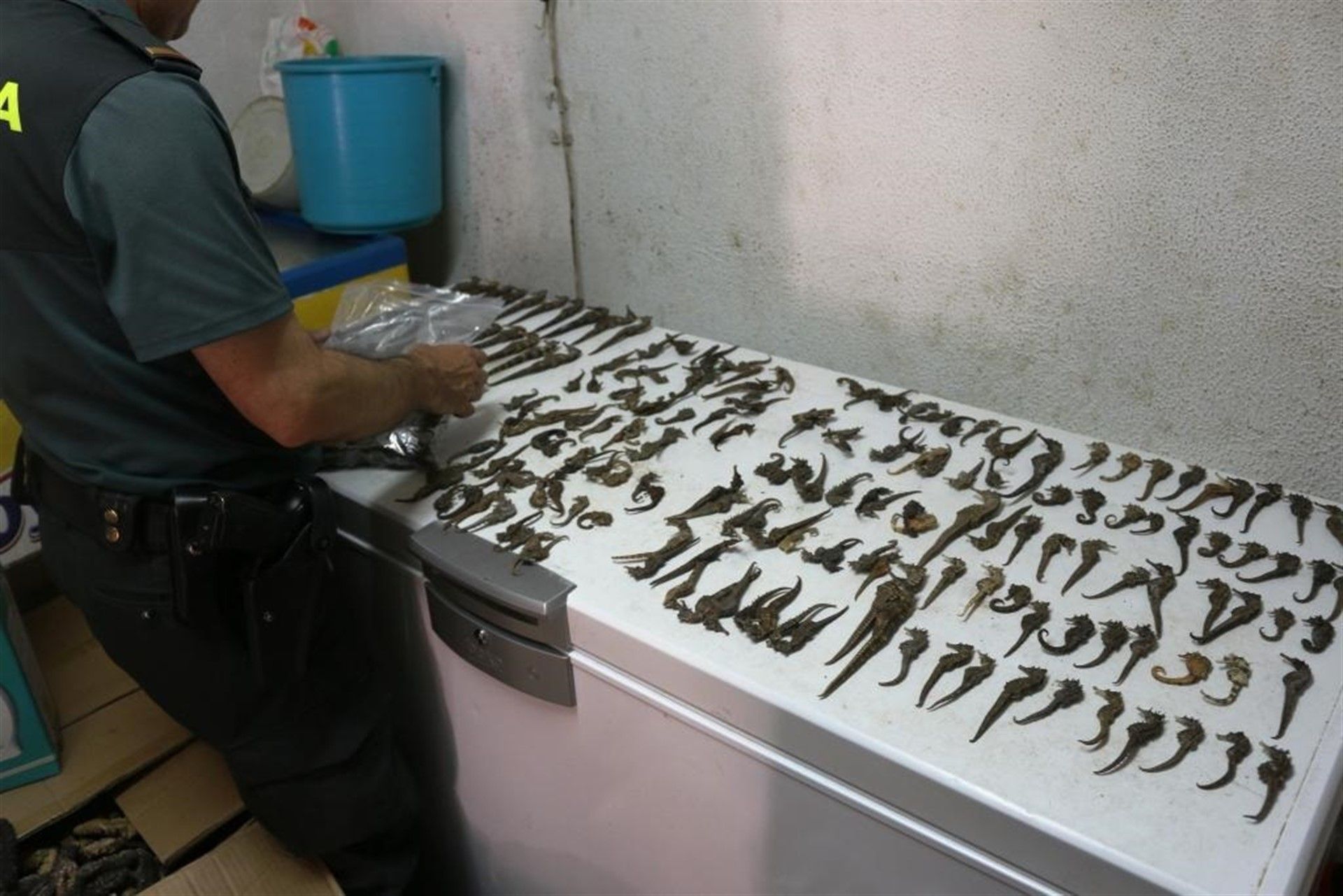 Especies incautadas.