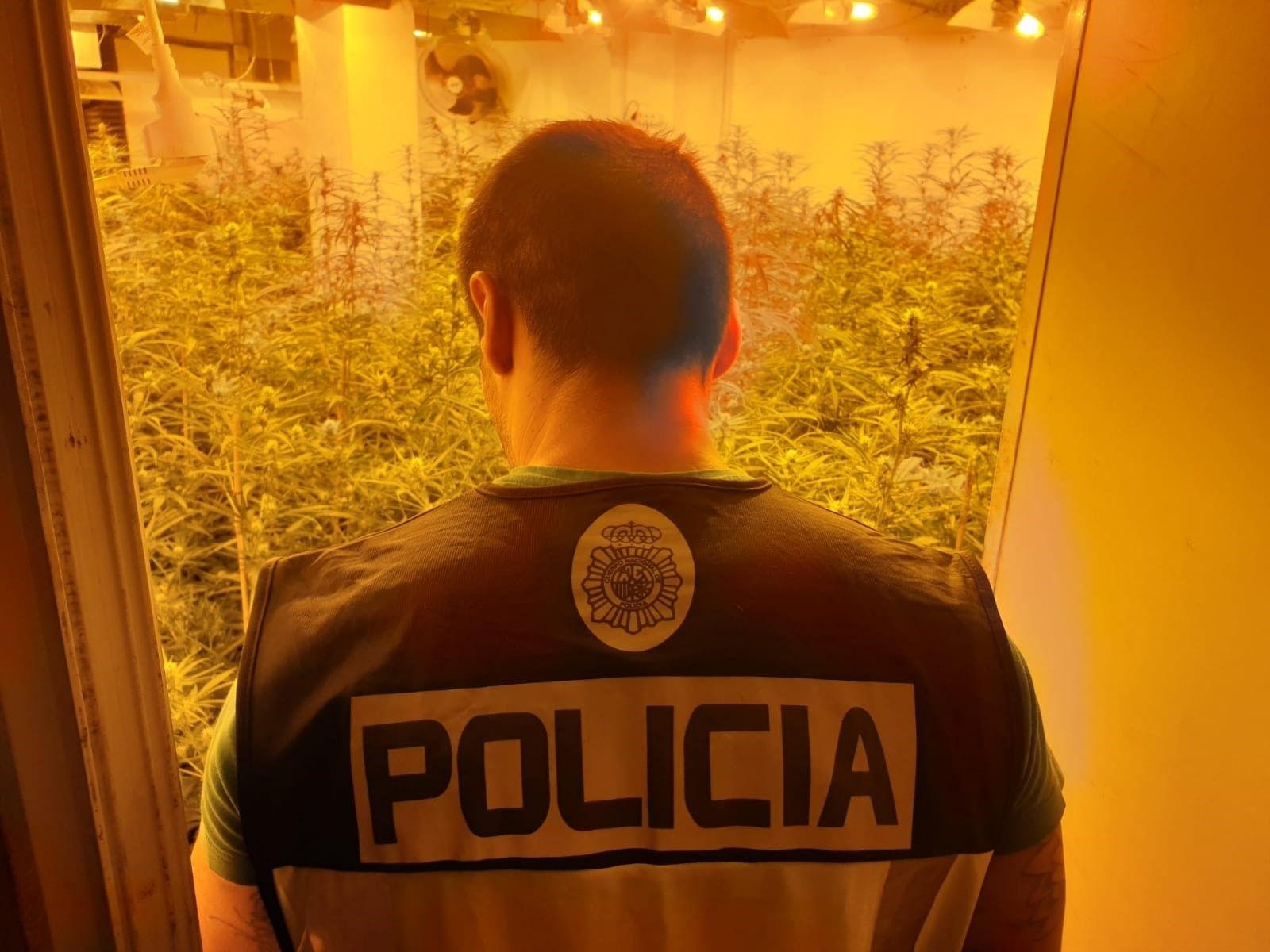 Plantación de marihuana 'indoor' en Jerez.